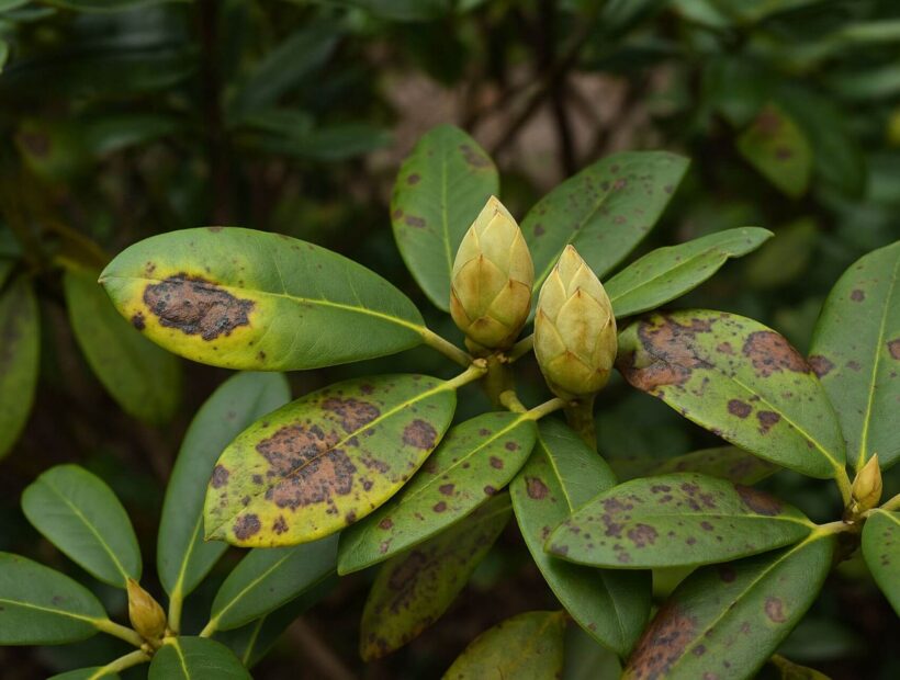 Choroby rododendronów – lista objawów i zwalczanie. Poradnik