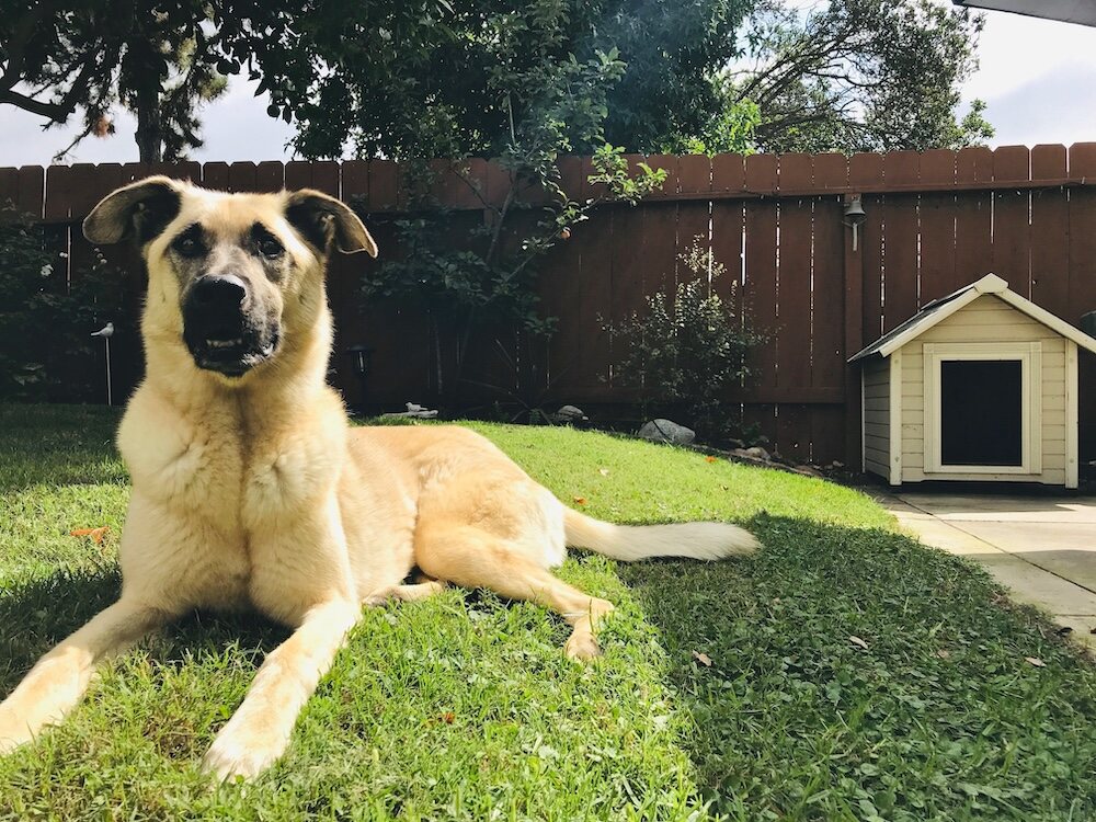 pies na trawniku przy budzie 