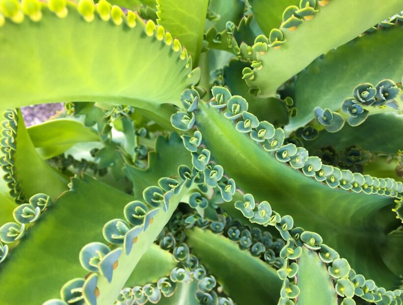 Żyworódka daigremonta – charakterystyka, uprawa, pielęgnacja. Poradnik