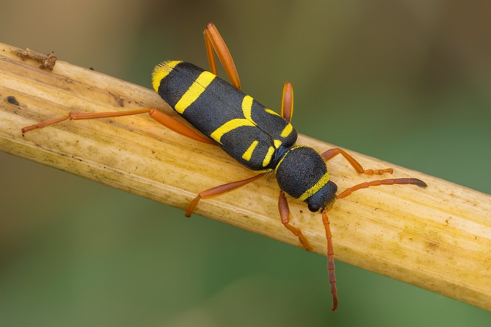 biegowiec osowaty na gałęzi 