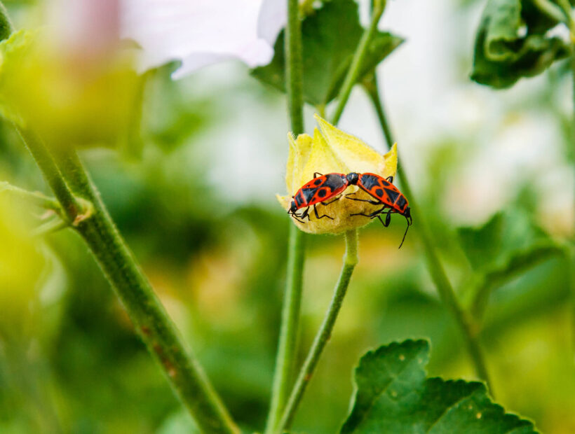 Kowal bezskrzydły – jak się ich pozbyć z ogrodu? Skuteczne metody