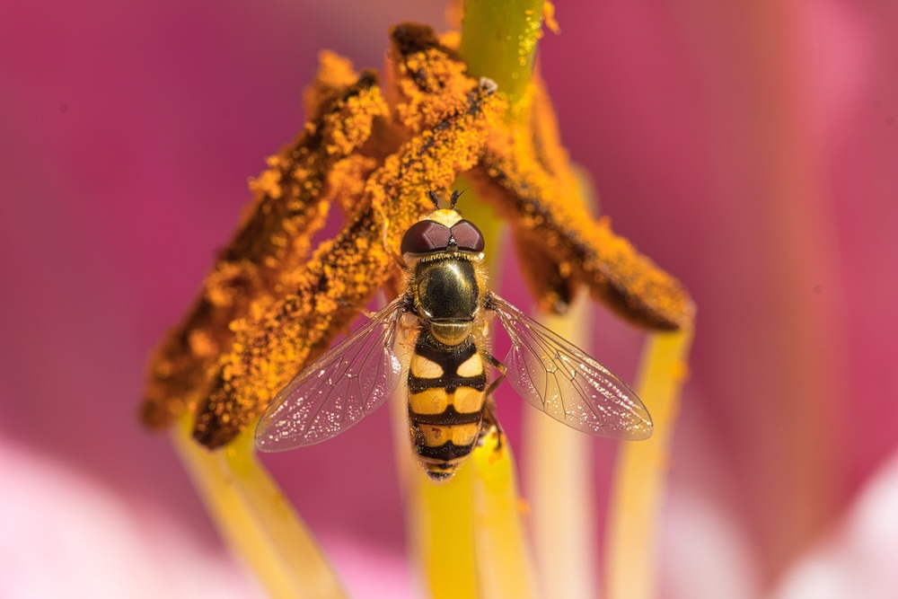 owad podobny do osy - mucha bzyg 