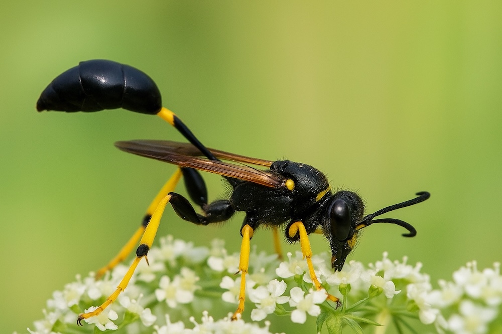 owad podobny do osy - gliniarz 