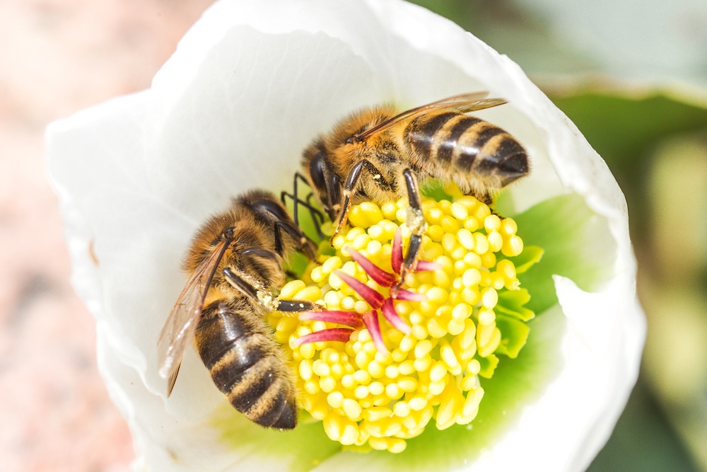 owad podobny do osy - pszczoła miodna 