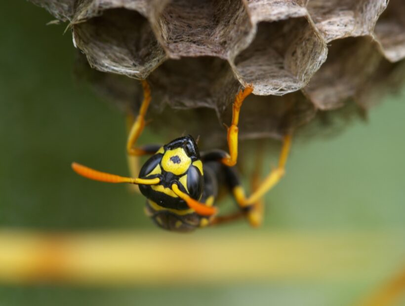 Owad podobny do osy – czy jest niebezpieczny? Rozpoznanie i wyjaśnienie