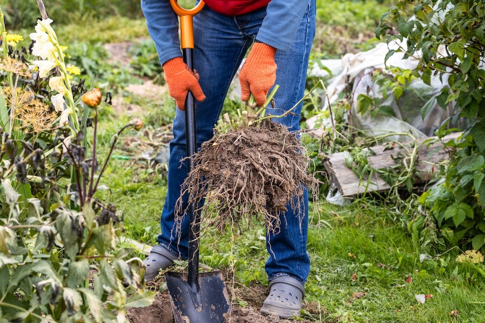 usuwanie rośliny z ziemi 