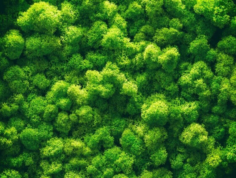 Jak pielęgnować mech chrobotek?