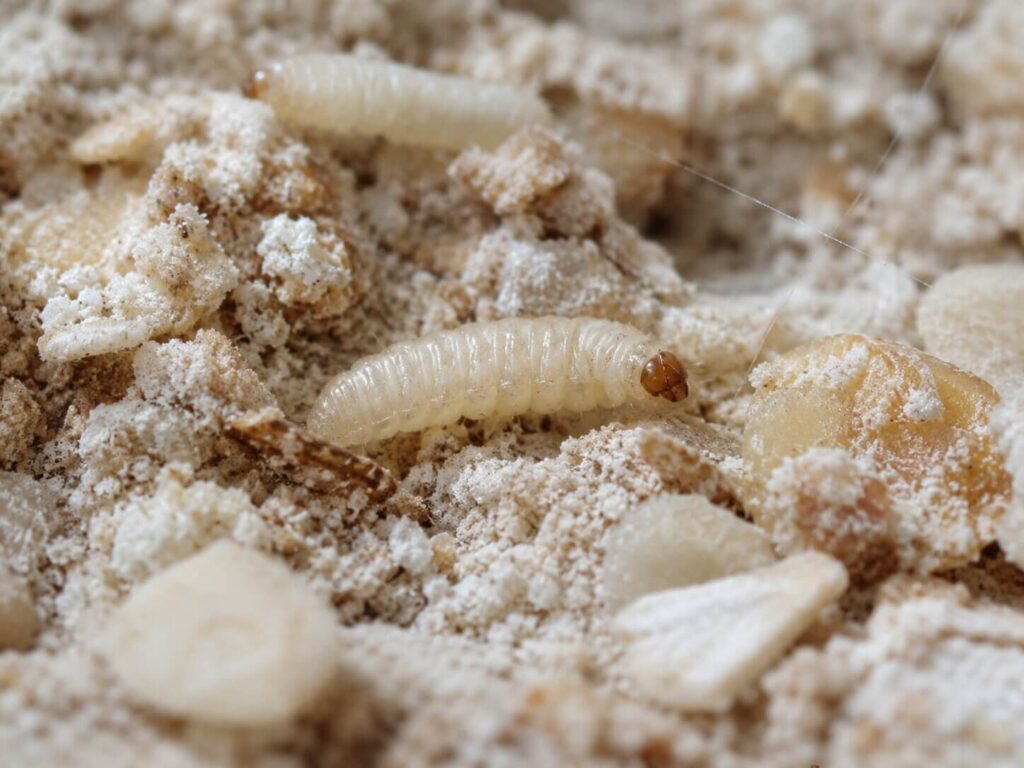 Jak wyglądają mole? Larwa omacnicy spichrzanki Larwa omacnicy spichrzanki