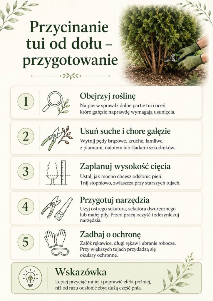 Przycinanie tui od dołu - przygotowanie