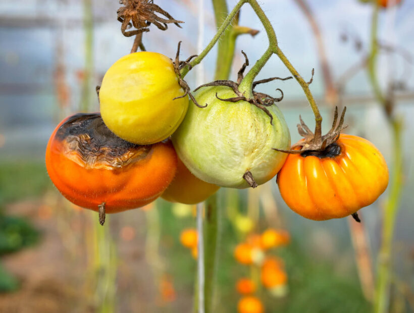 Czarne plamy na pomidorach – co oznaczają i jak ratować plony?