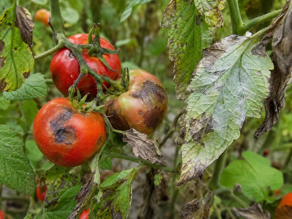 Zaraza ziemniaczana powodująca brunatne przebarwienia owoców Czarne plamy na pomidorach – zaraza ziemniaczana