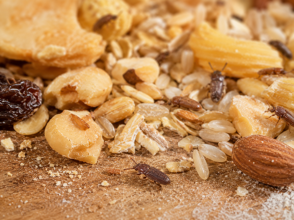 Małe brązowe robaki w domu – spichrzel surynamski w spiżarni Spichrzel surynamski wśród ziaren i płatków