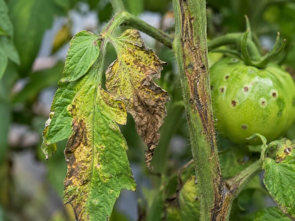 Plamy na liściach pomidorów – rak bakteryjny pomidora Brązowe zmiany i jednostronne więdnięcie przy raku bakteryjnym